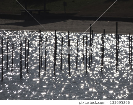 Numerous stakes appear as silhouettes on the sparkling backlit water surface 133695266