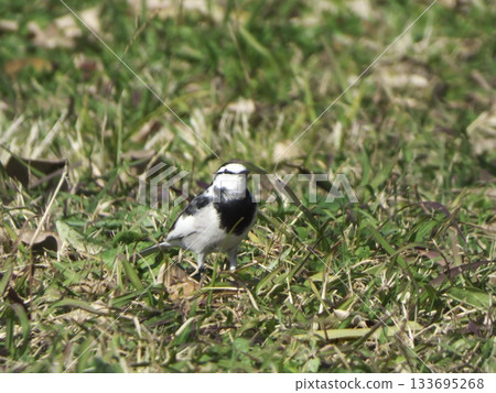 A cute wild bird, the White Wagtail, walking on the grass in the park 133695268