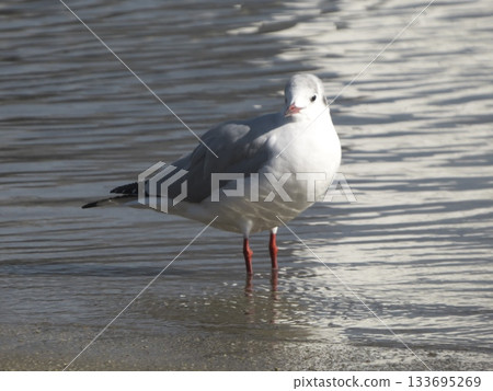 A black-headed gull in winter plumage stands at the shore, bathed in the light of the water's surface. 133695269