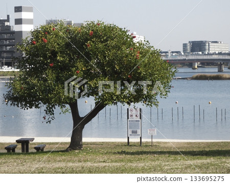 American Coriolus tree and benches by the water at Omori Furusato no Hamabe Park 133695275