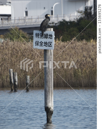 一隻鸕鶿站在一塊標示「特別綠色保護區」的牌子前,背景是一片枯萎的蘆葦叢。 一隻鸕鶿站在一塊標示「特別綠色保護區」的牌子前,背景是一片枯萎的蘆葦叢。 133695276