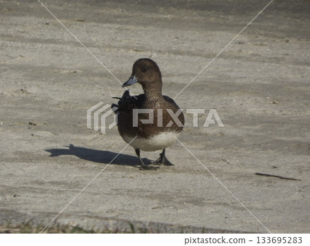 A male Wigeon standing on the sandy beach at Omori Furusato no Hamabe Park A male Wigeon standing on the sandy beach at Omori Furusato no Hamabe Park 133695283