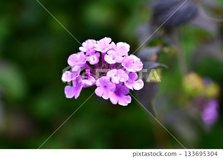 Lantana (Trailing lantana) Lantana (Trailing lantana) 133695304