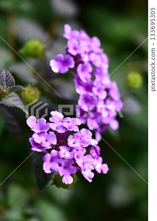 Lantana (Trailing lantana) 133695305