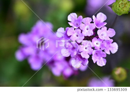 Lantana (Trailing lantana) Lantana (Trailing lantana) 133695309