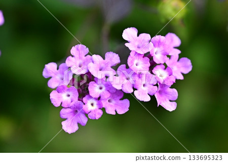 Lantana (Trailing lantana) Lantana (Trailing lantana) 133695323