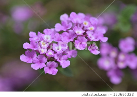 Lantana (Trailing lantana) 133695328