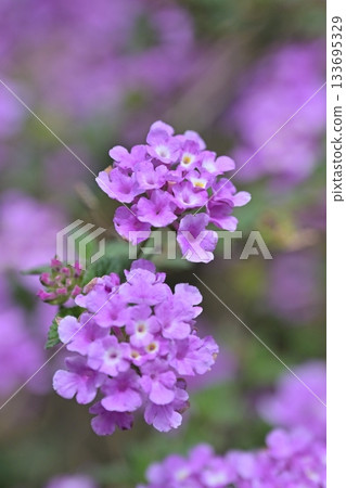 Lantana (Trailing lantana) 133695329