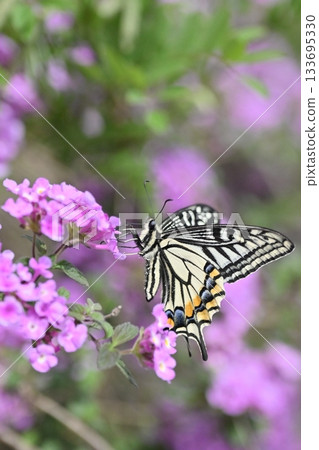 Lantana (Trailing lantana) Lantana (Trailing lantana) 133695330