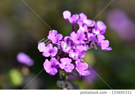 Lantana (Trailing lantana) Lantana (Trailing lantana) 133695331