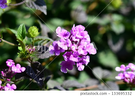 Lantana (Trailing lantana) Lantana (Trailing lantana) 133695332
