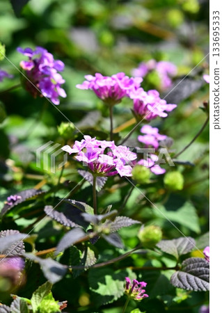 Lantana (Trailing lantana) 133695333