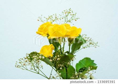 Rose of yellow Rose of yellow 133695391
