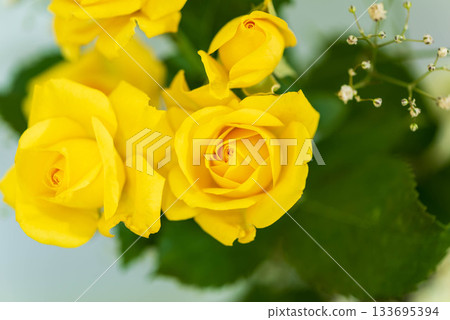Rose of yellow Rose of yellow 133695394