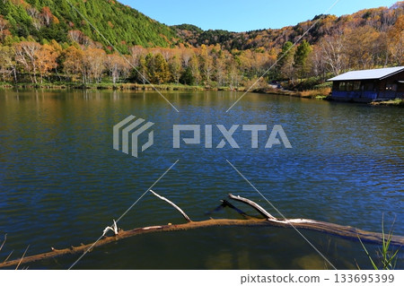 Autumn leaves of the lake 133695399