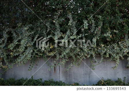 Silver Hedera on the fence 133695543