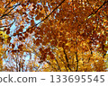 Autumnal leaves 133695545