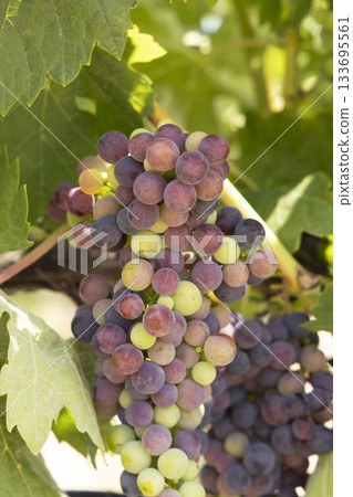 Ripening grapes changing color on vineyard vine at Lanciego 133695561