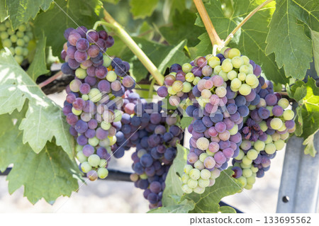 Veraison on ripening grapes in a Spanish vineyard 133695562
