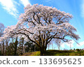 八形城櫻花：宇治國櫻花（埼玉縣） 133695625