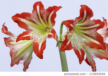 Amaryllis flowers blooming with red and white stripes 133695694