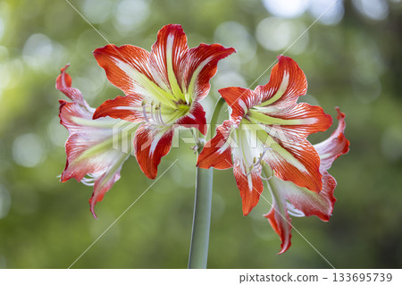 Amaryllis flowers blooming with red and white striped petals 133695739