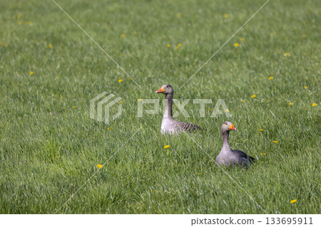 Two greylag geese resting in green meadow Two greylag geese resting in green meadow 133695911