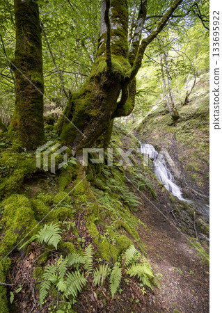 Wet forest with mossy trees and flowing waterfall 133695922