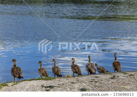 Egyptian geese standing peacefully along river shore in Grevenmacher Egyptian geese standing peacefully along river shore in Grevenmacher 133696013