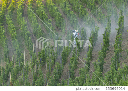 Vineyard worker spraying grapevines in Crozes Hermitage, France Vineyard worker spraying grapevines in Crozes Hermitage, France 133696014