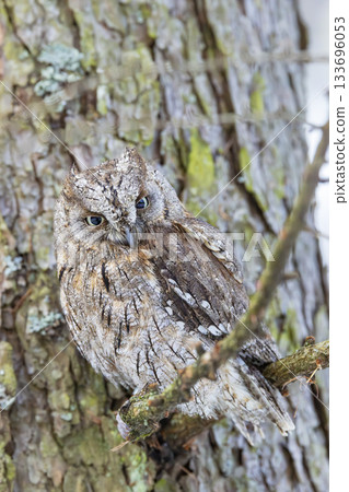 European scops owl perched on tree branch 133696053
