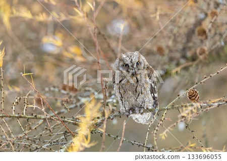 Little owl resting on larch branch in winter 133696055
