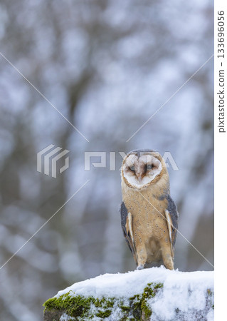 Barn owl standing on snow in winter, Lubochna Barn owl standing on snow in winter, Lubochna 133696056