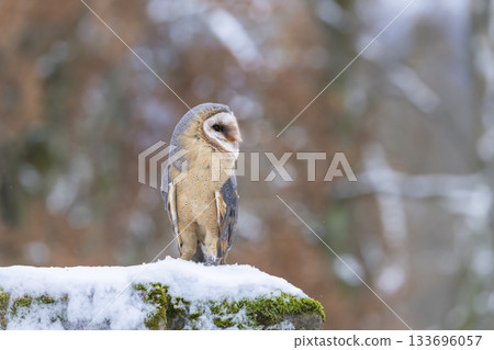 Barn owl standing on snowy mossy surface in winter 133696057