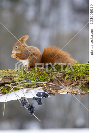Red squirrel eating on mossy log in winter Slovakia Red squirrel eating on mossy log in winter Slovakia 133696059