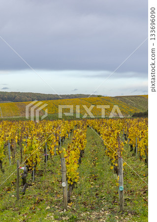 Chablis vineyard rows in autumn colors, Bourgogne Franche Comte Chablis vineyard rows in autumn colors, Bourgogne Franche Comte 133696090