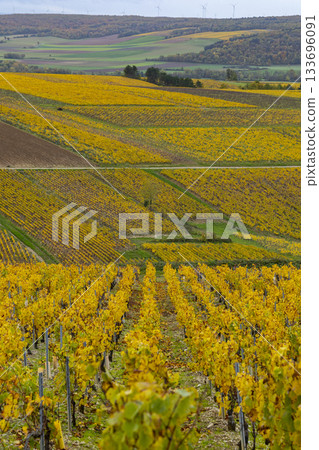Autumn grapevines in Chablis vineyard of Fleys, France Autumn grapevines in Chablis vineyard of Fleys, France 133696091