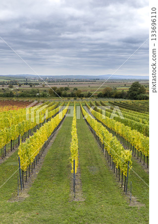 Autumn vineyard rows in Retz, Lower Austria Autumn vineyard rows in Retz, Lower Austria 133696110
