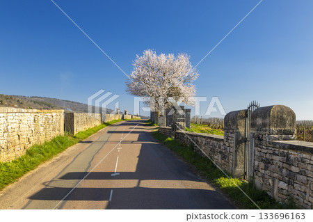 Flowering tree alongside vineyard road in Chassagne Montrachet Flowering tree alongside vineyard road in Chassagne Montrachet 133696163