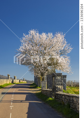 Blossoming tree along rural road in Chassagne Montrachet, France Blossoming tree along rural road in Chassagne Montrachet, France 133696164