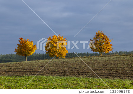 Three autumn trees on a field in Lower Austria 133696178