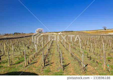 Vineyards in Meursault, Bourgogne Franche Comte during early spring Vineyards in Meursault, Bourgogne Franche Comte during early spring 133696186