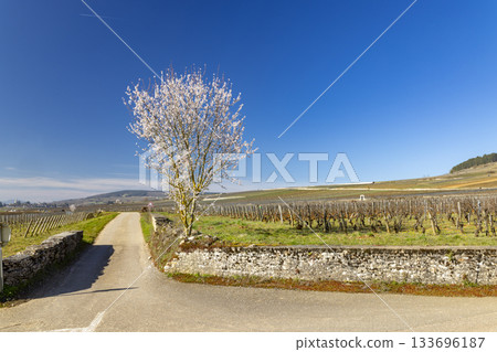 Blooming tree along Grande Rue, Volnay vineyards 133696187