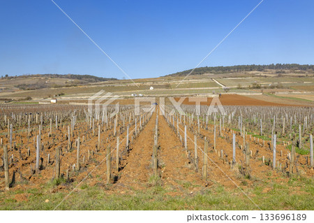 Beaune vineyard rows under a clear blue sky in Bourgogne 133696189