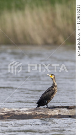 Cormorant perching on log in water Cormorant perching on log in water 133696215
