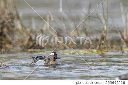 Garganey duck swimming in water during springtime Garganey duck swimming in water during springtime 133696216