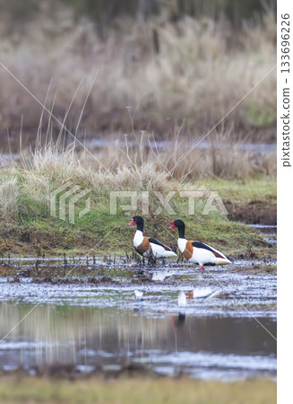 Two common shelducks standing in shallow water in a wetland Two common shelducks standing in shallow water in a wetland 133696226