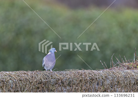 Wood pigeon standing on stone wall covered in ivy 133696231