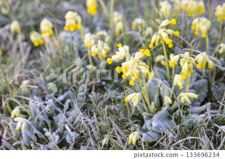 Yellow cowslip flowers emerging through morning frost in Solutre Pouilly Yellow cowslip flowers emerging through morning frost in Solutre Pouilly 133696234