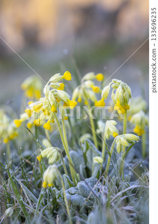 Cowslip flowers covered in morning frost on grass Cowslip flowers covered in morning frost on grass 133696235
